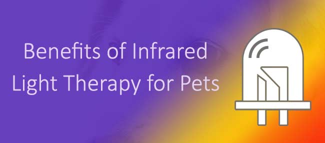 infrared-light-therapy-for-pet-pain-lumasoothe