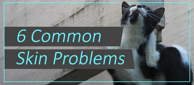 6 Common Skin Problems in Dogs and Cats