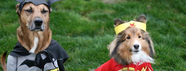 Be Careful with Pet Costumes