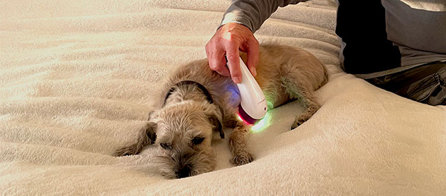 Evolution and Benefits of At-Home Light Therapy for Pets Evolution and Benefits of At-Home Light Therapy for Pets