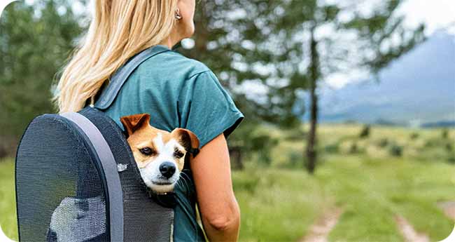 Traveling Safe with your pets during the heat Traveling Safe with your pets during the heat