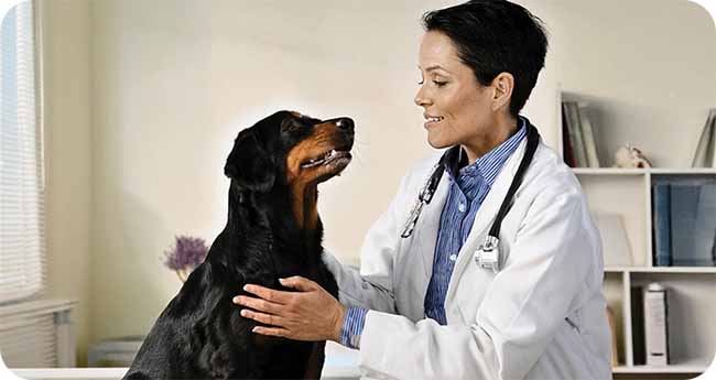 Flea and tick preventatives measures for Pets during summer Flea and tick preventatives measures for Pets during summer
