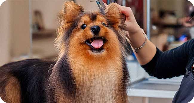 Grooming your Pets for Summer Makeover for Comfort Grooming your Pets for Summer Makeover for Comfort