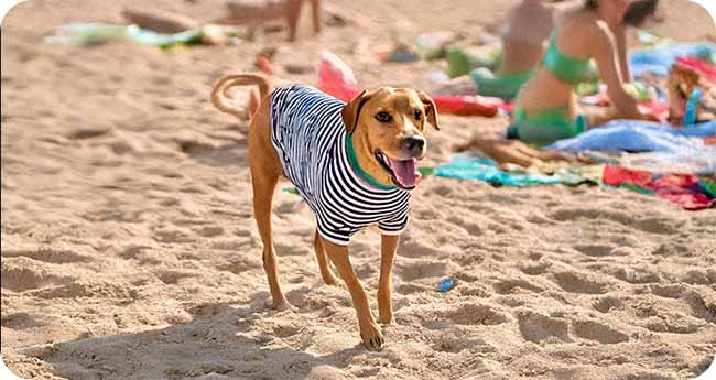 Keeping Pets Cool in summer with Protective clothing Keeping Pets Cool in summer with Protective clothing