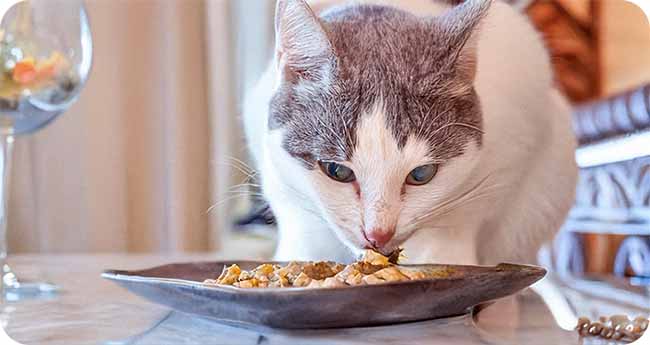 Pets Summer Diet Adjustments Pets Summer Diet Adjustments