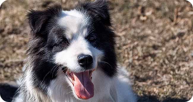 Recognizing Signs and Preventing Pets having Heatstroke Recognizing Signs and Preventing Pets having Heatstroke