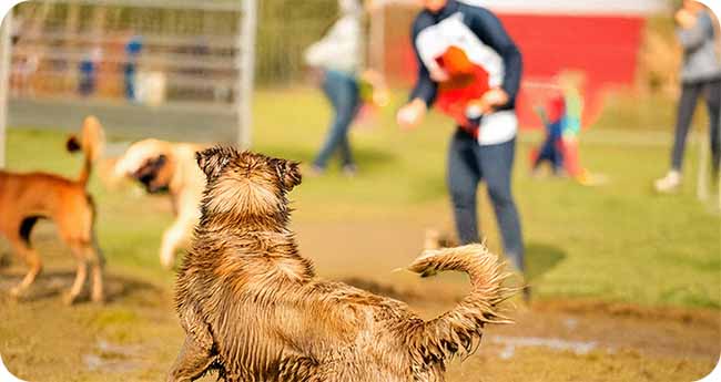 Safe Outdoor Activities for your Pets During Summer Safe Outdoor Activities for your Pets During Summer